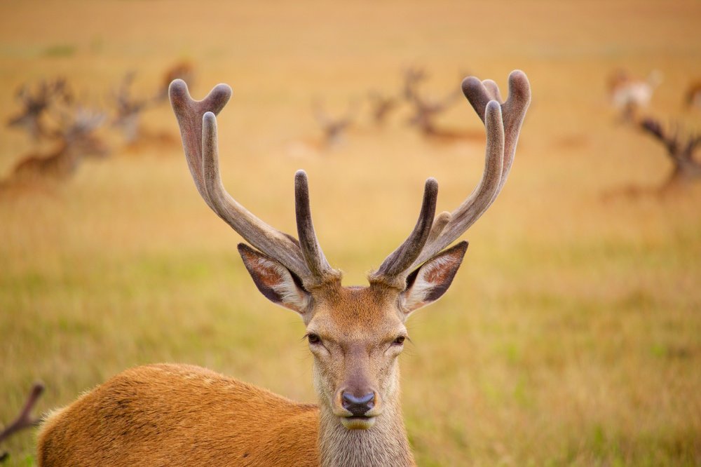 Молодой король