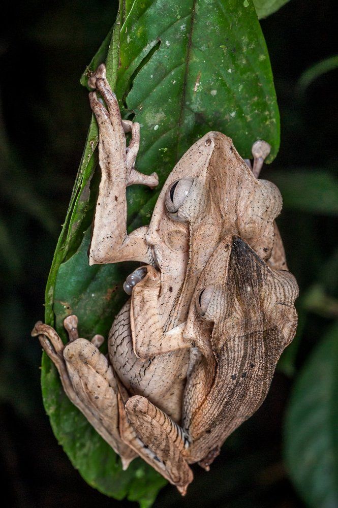 Mating of Bornean frogs