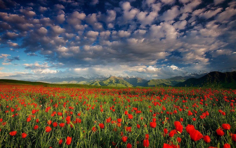 МЕЧТЫ О ВЕСНЕ