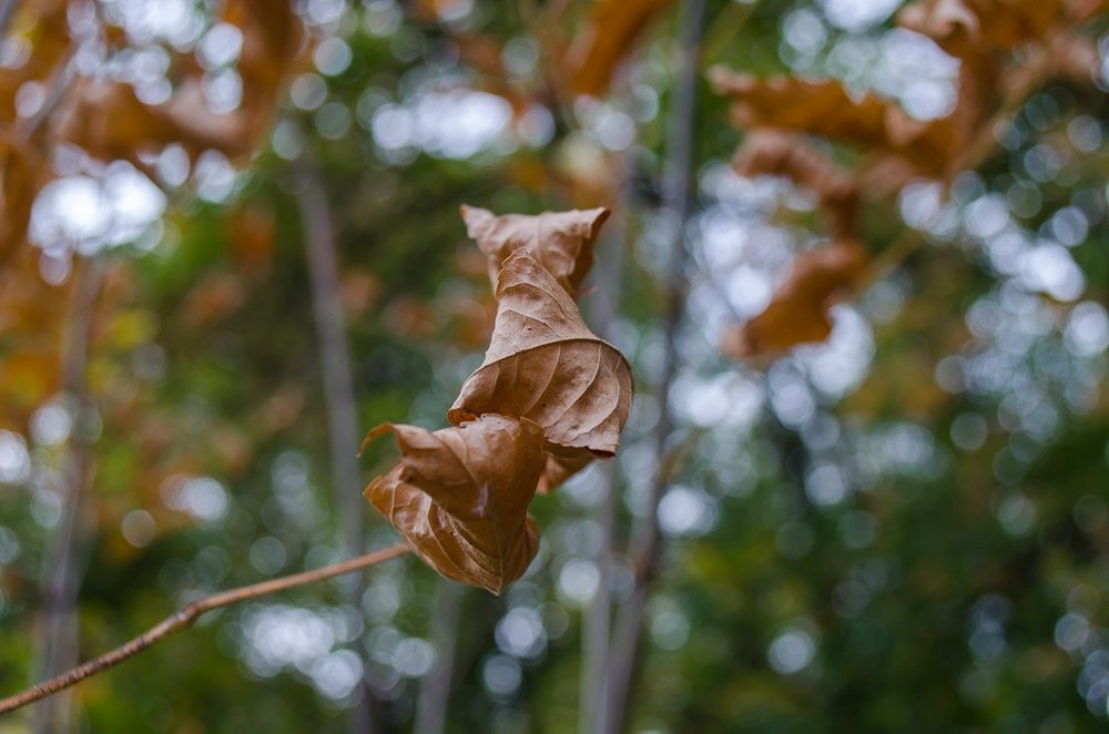 Лисичка-сестричка