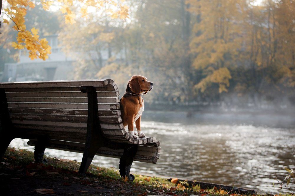 Осеннее настроение