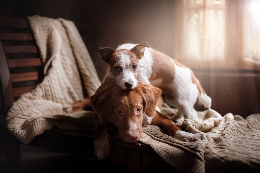 Утро в деревне