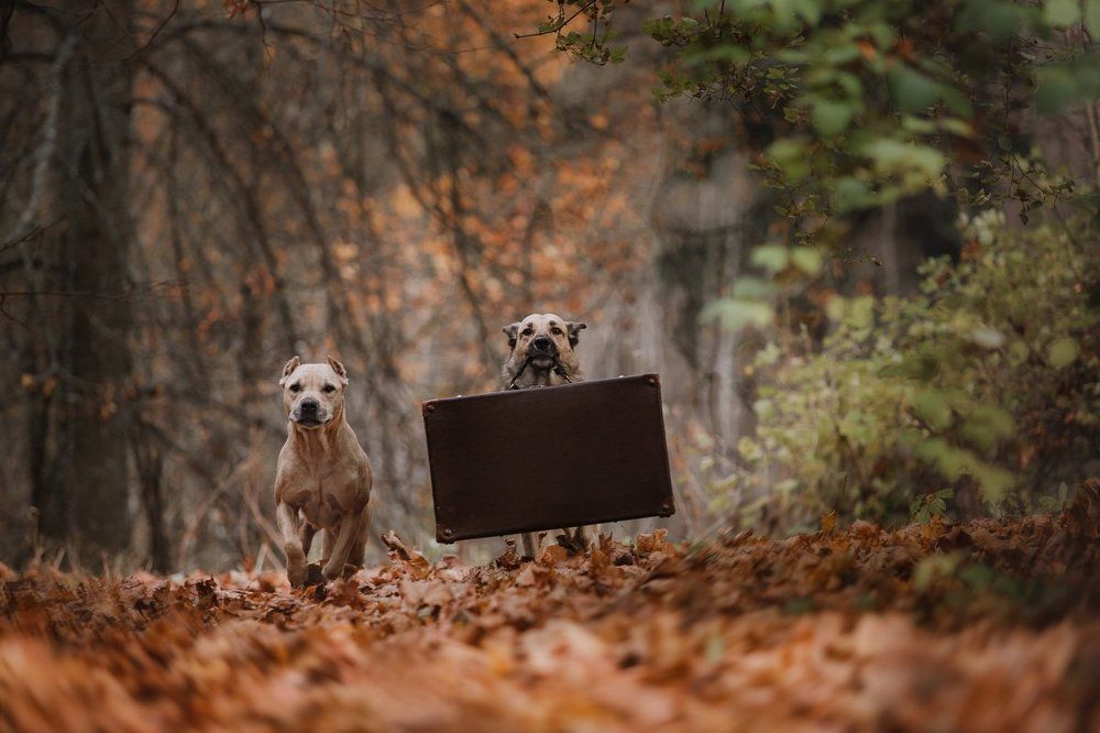 Джентельмен