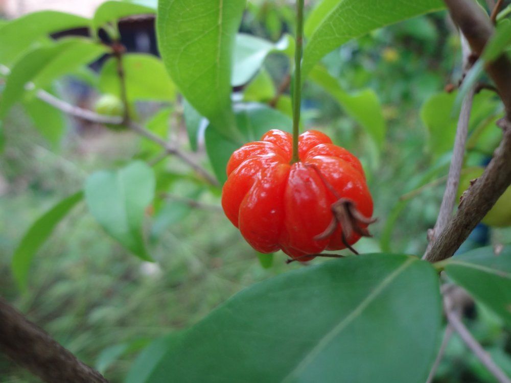 Acerola