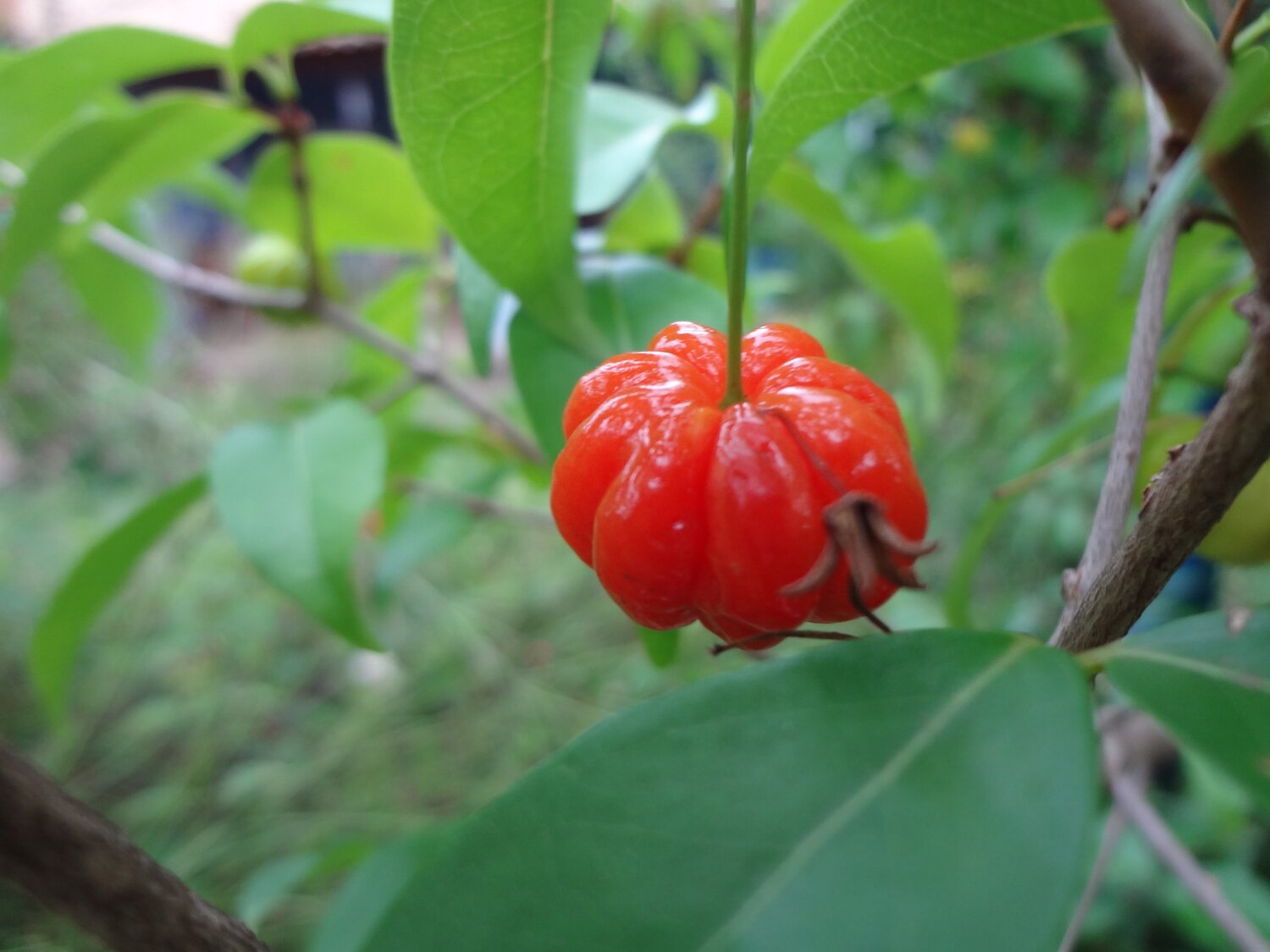 Acerola
