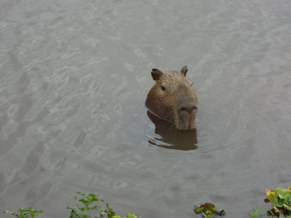Capivara