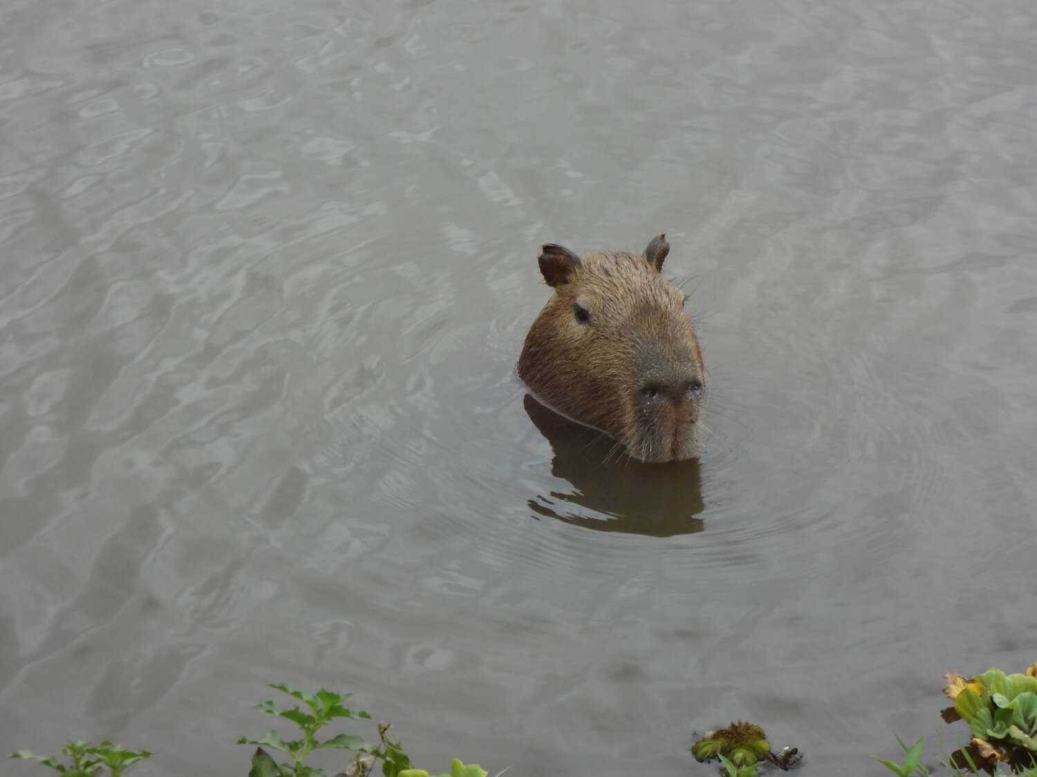 Capivara