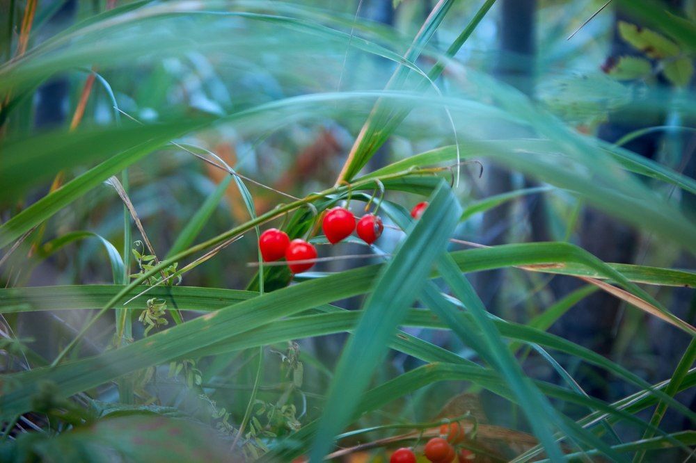 Ландыши осенью