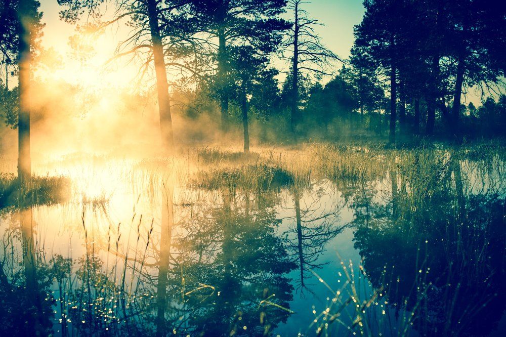 Рассвет в лесу.