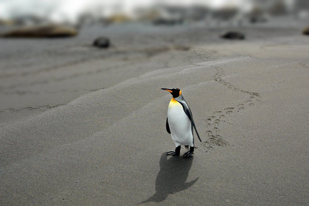 ПервоПроходец