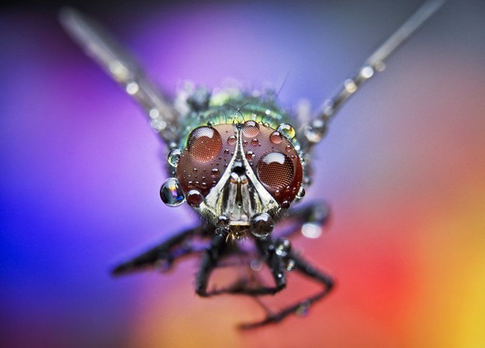 Photograph by ნიკოლოზ მესხი