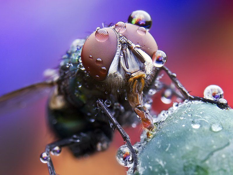 ნიკო / NIKO, Georgia