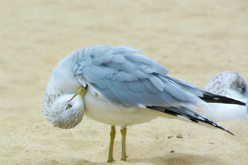 Michelle Mocini, USA