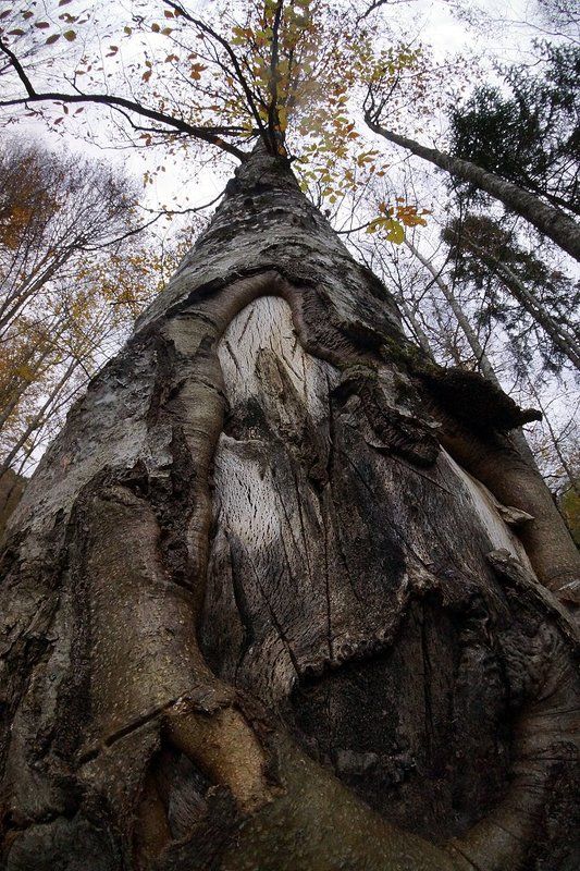 Алёна Шевцова, Russia