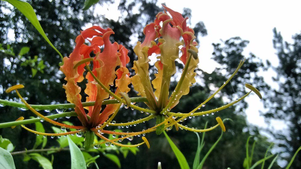 Gowri Flowers
