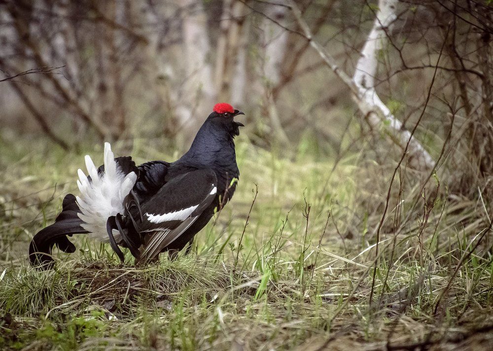 Идущий на бой