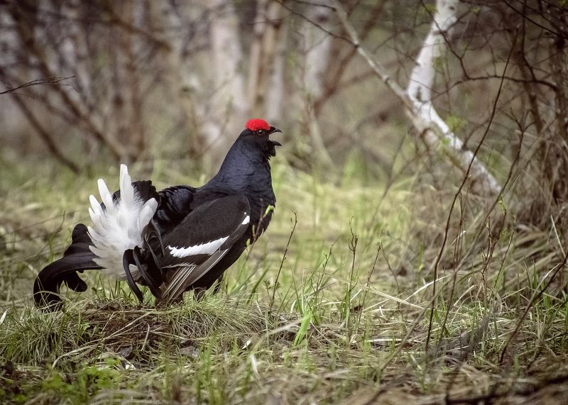 Stanislav Gubin, Kazakhstan