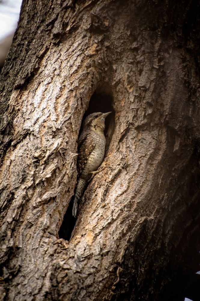 Ассасин*с криК - орущий в тени))