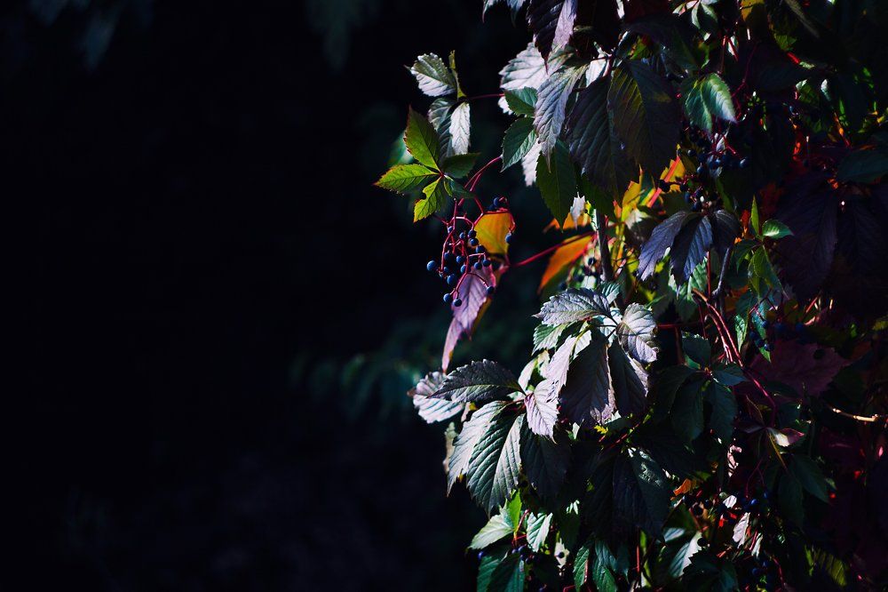 Краски осени