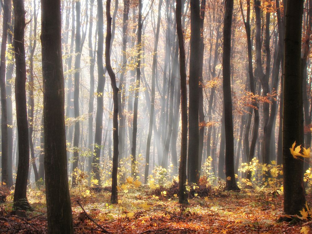 Осеннее солнце