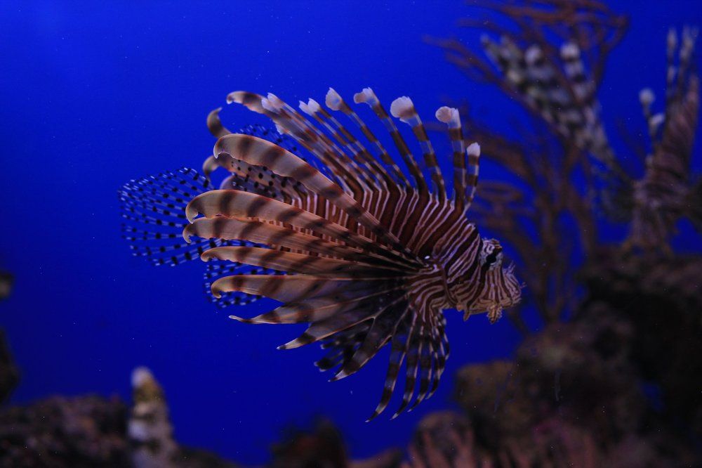 Красавица - Крылатка