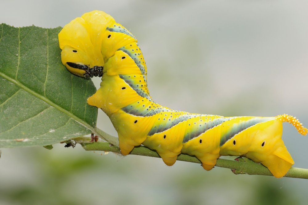 caterpillar