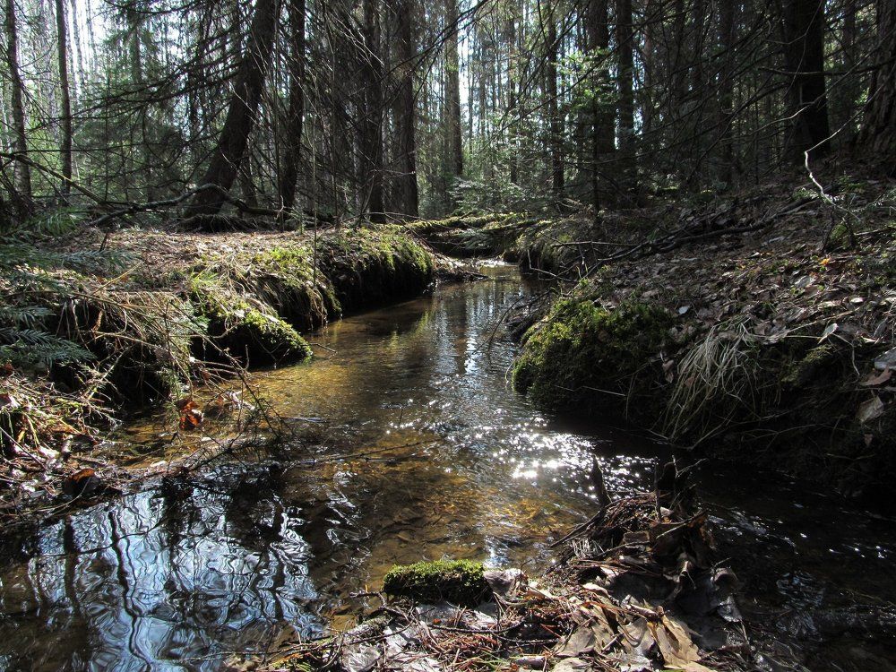 лесной ручей