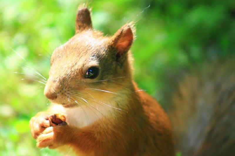 Артем Шевченко, Russia