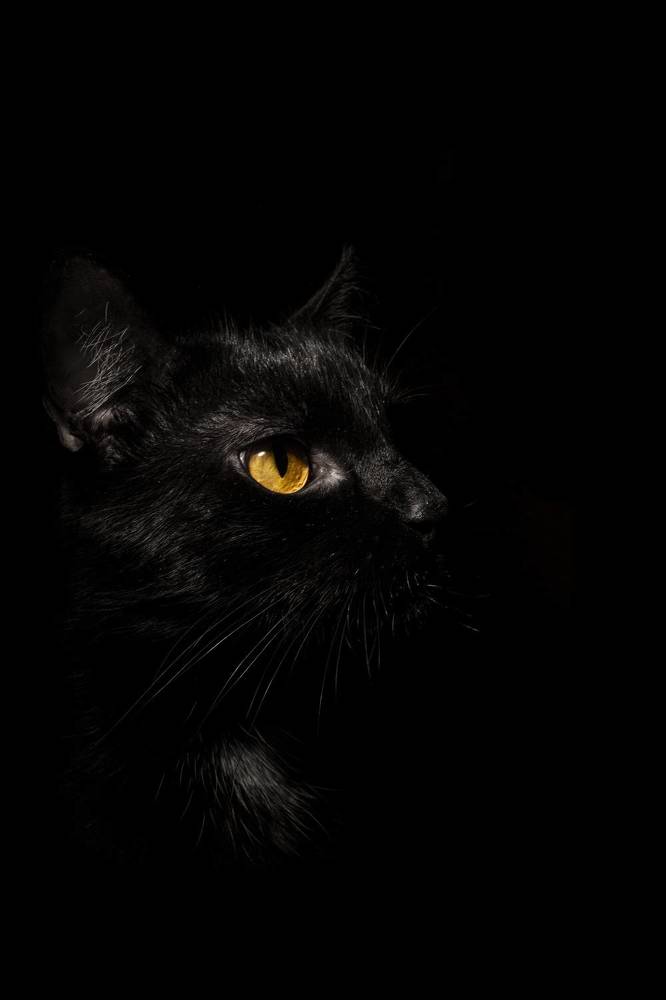 Фотография автора Вячеслав Афанасьев