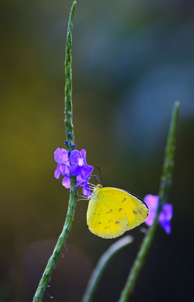 Photograph by Arindam Sahoo