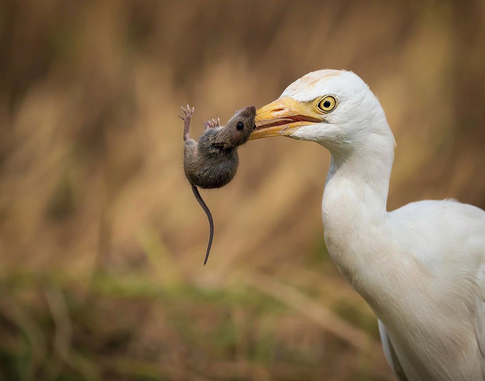 Photograph by hend neiazy