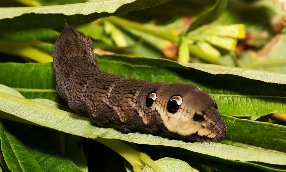 Photograph by Борис Новиков