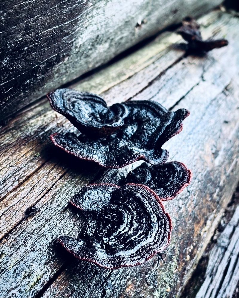 Photograph by Halina Mitsevich