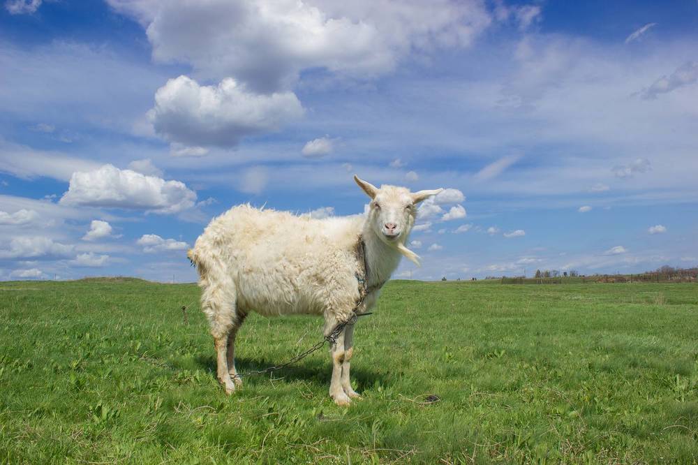 Photograph by Дина Горбачёва