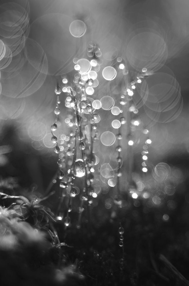 Фотография автора Наталья Алексеева