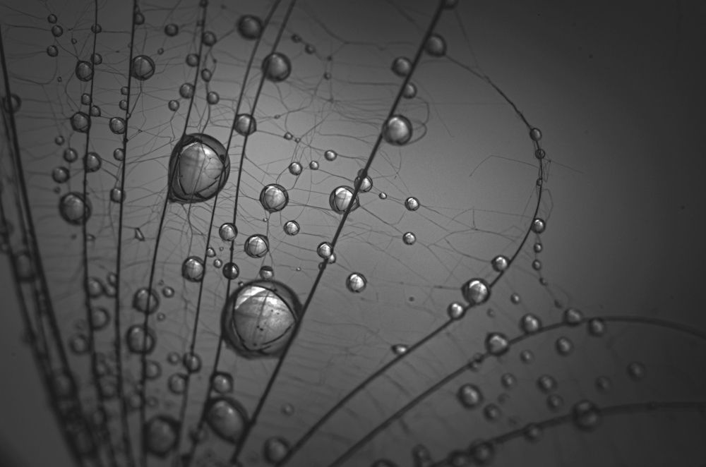 Поймал капли дождя