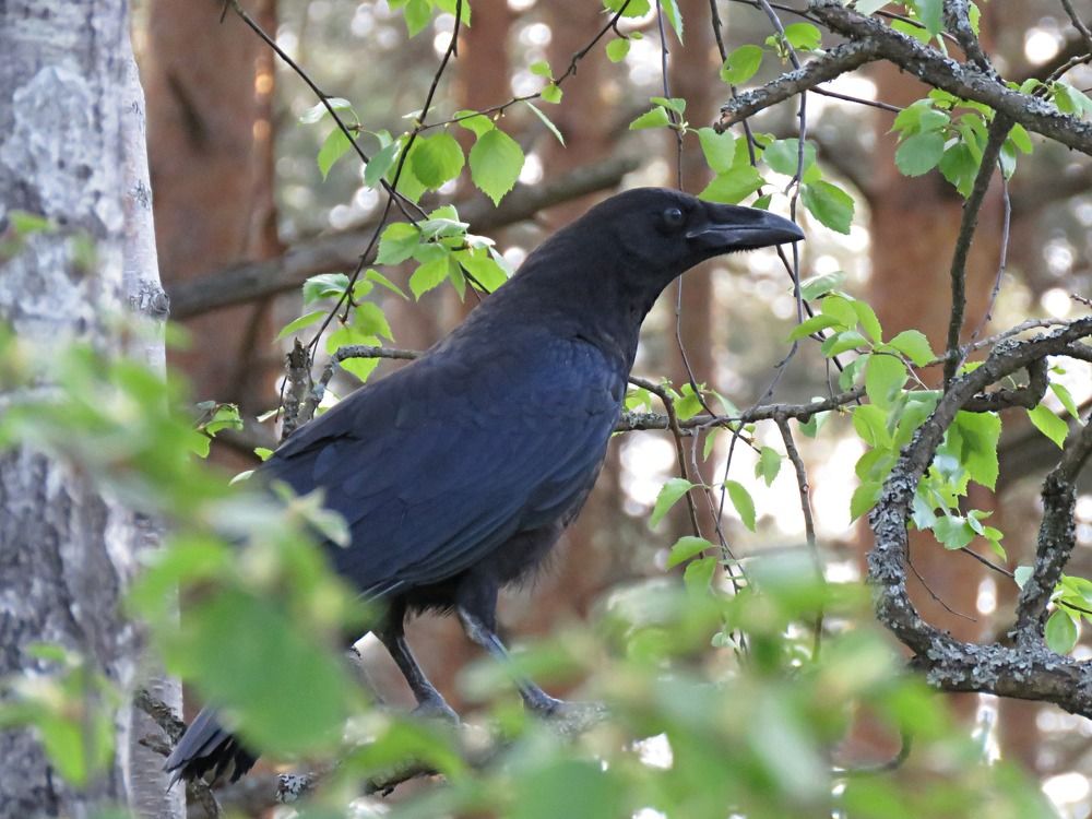 Photograph by Галина Пименова