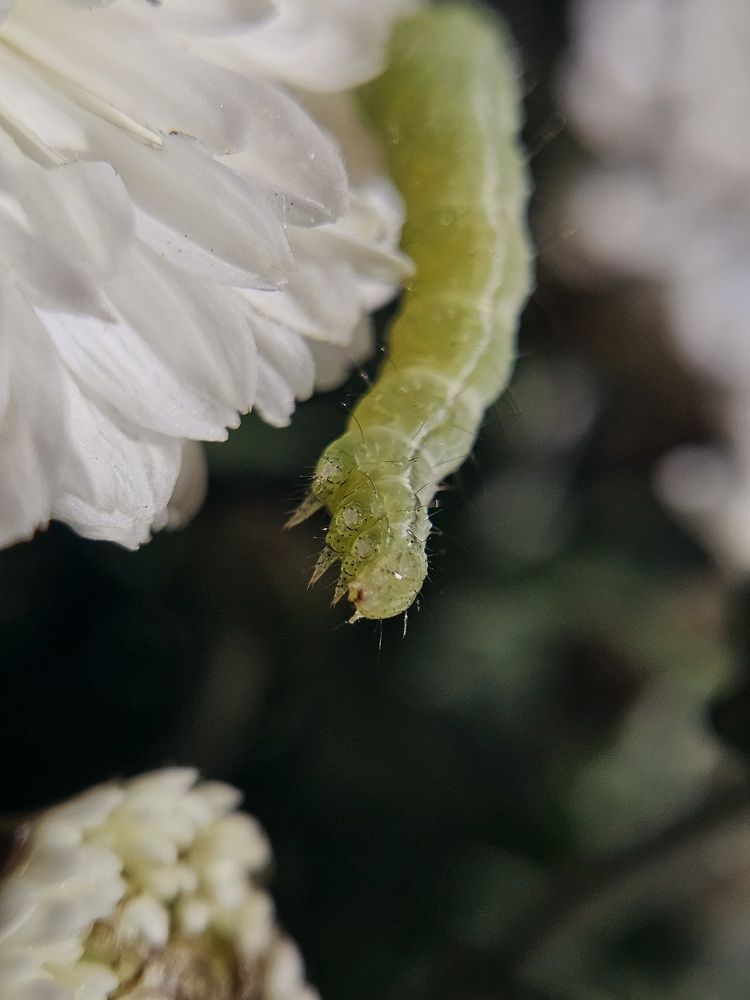 Фотография автора Елена Попучиева
