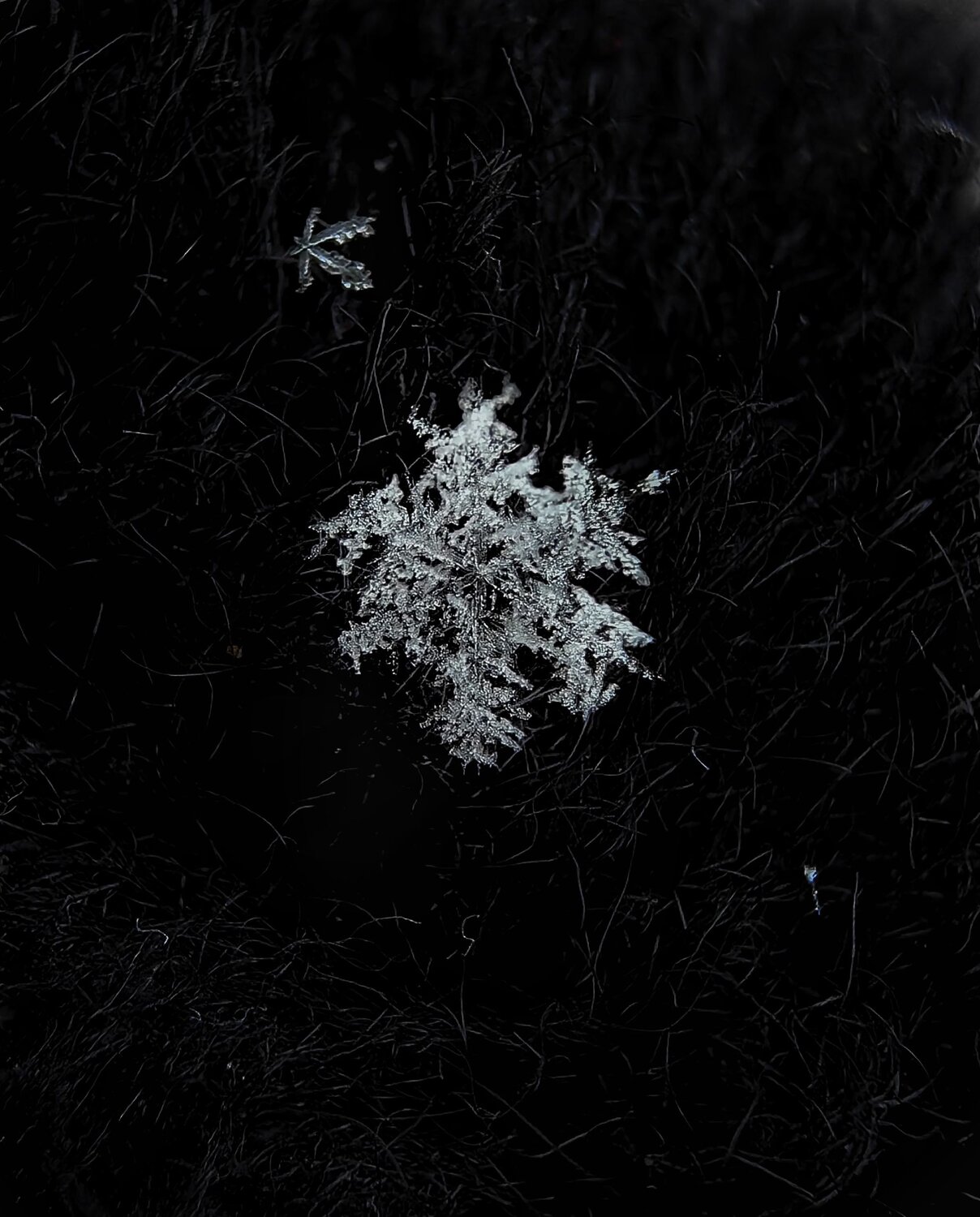Photo #11300596