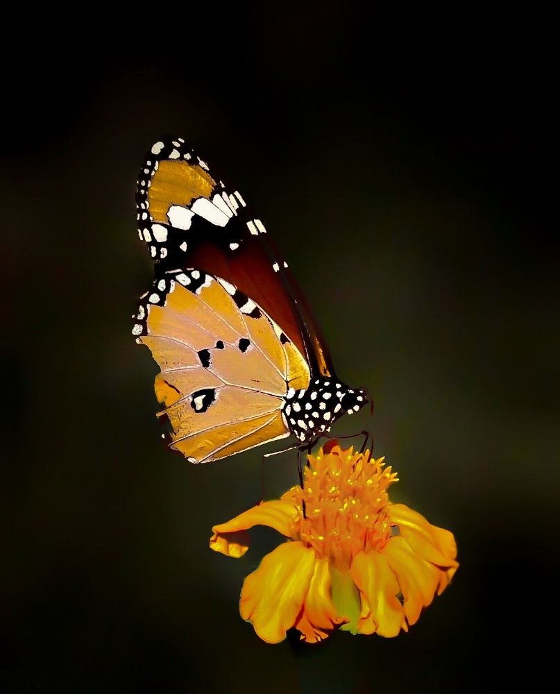 Photograph by Rohit Bhowmick