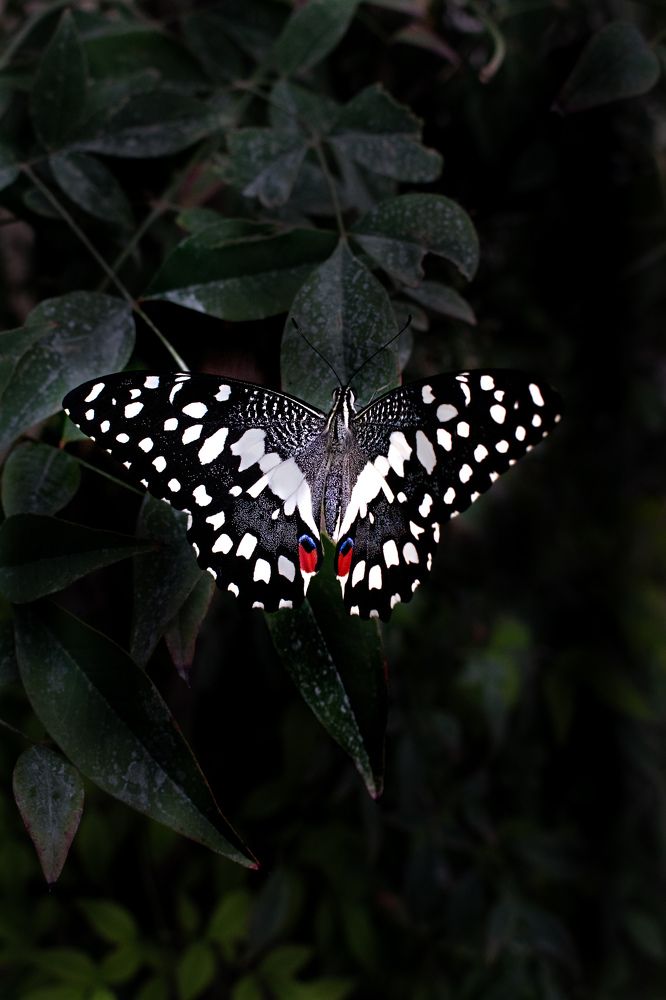 Photograph by Mina Mamdouhi