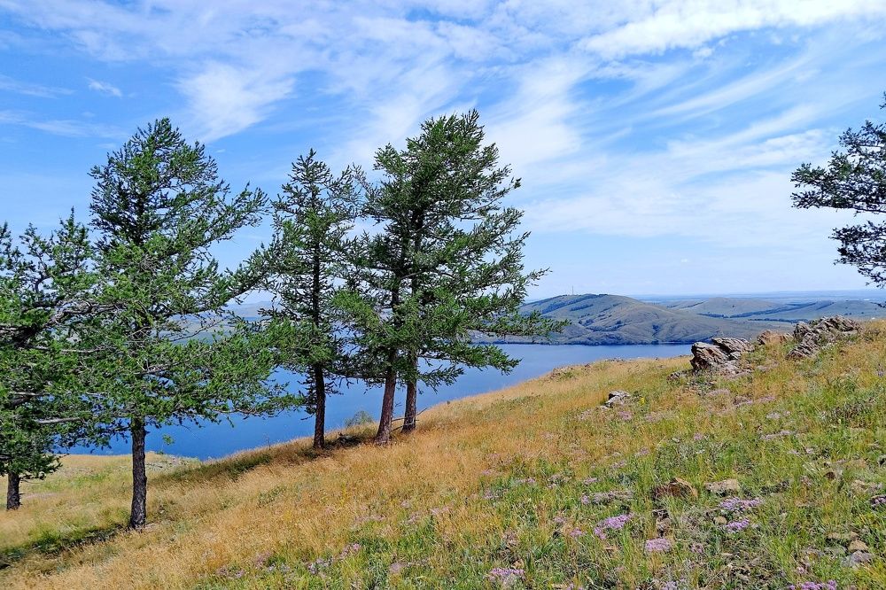 Лиственницы на горе.