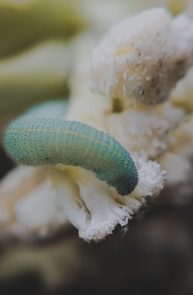 Фотография автора Юлия Якубова