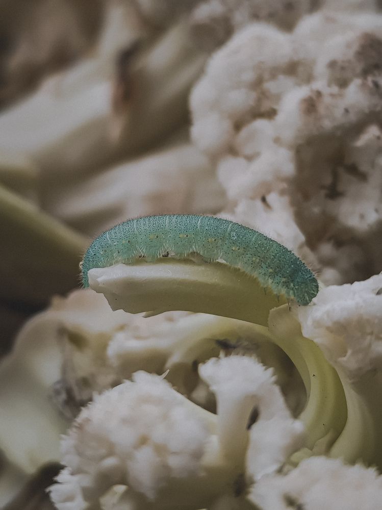 Фотография автора Юлия Якубова