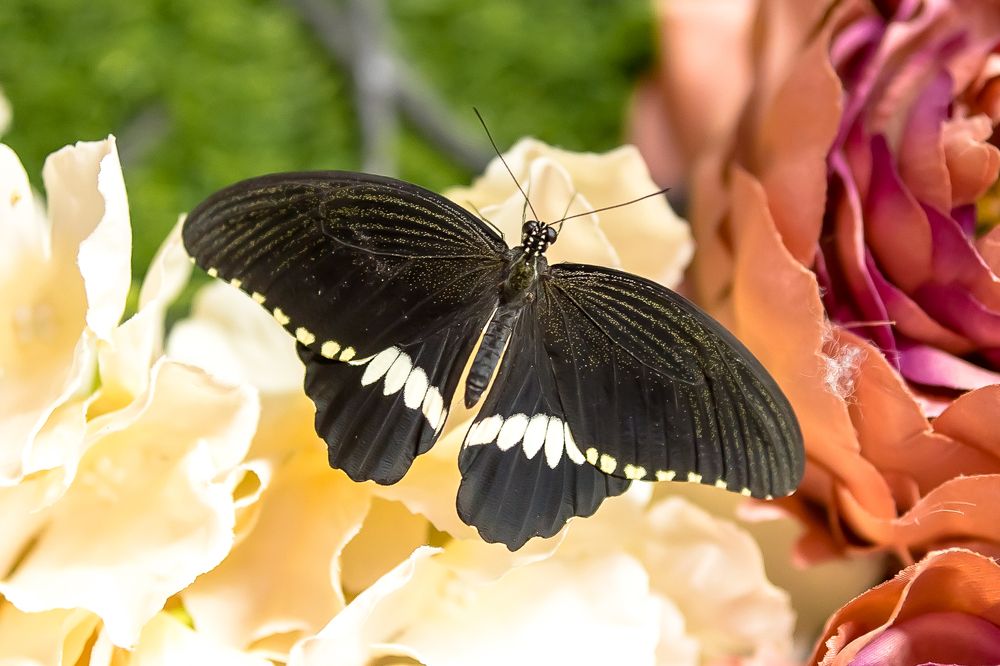 Photograph by Кермен Манджиева