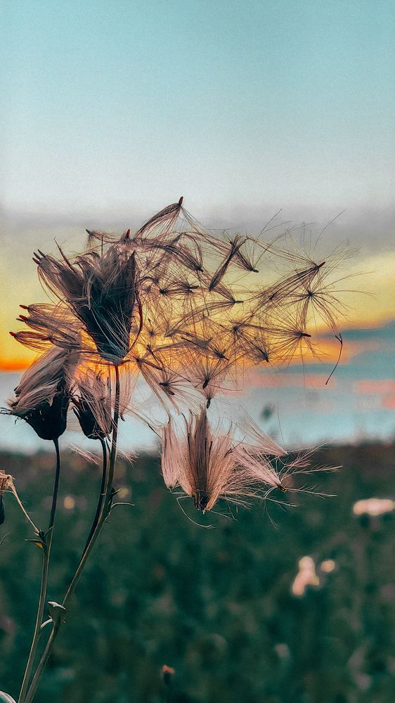 Фотография автора Елена Маслова