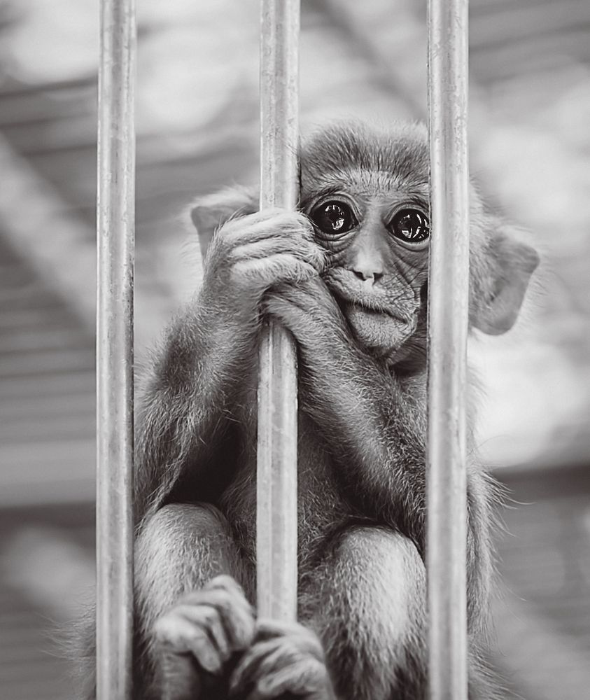 " Жизнь без права на свободу "