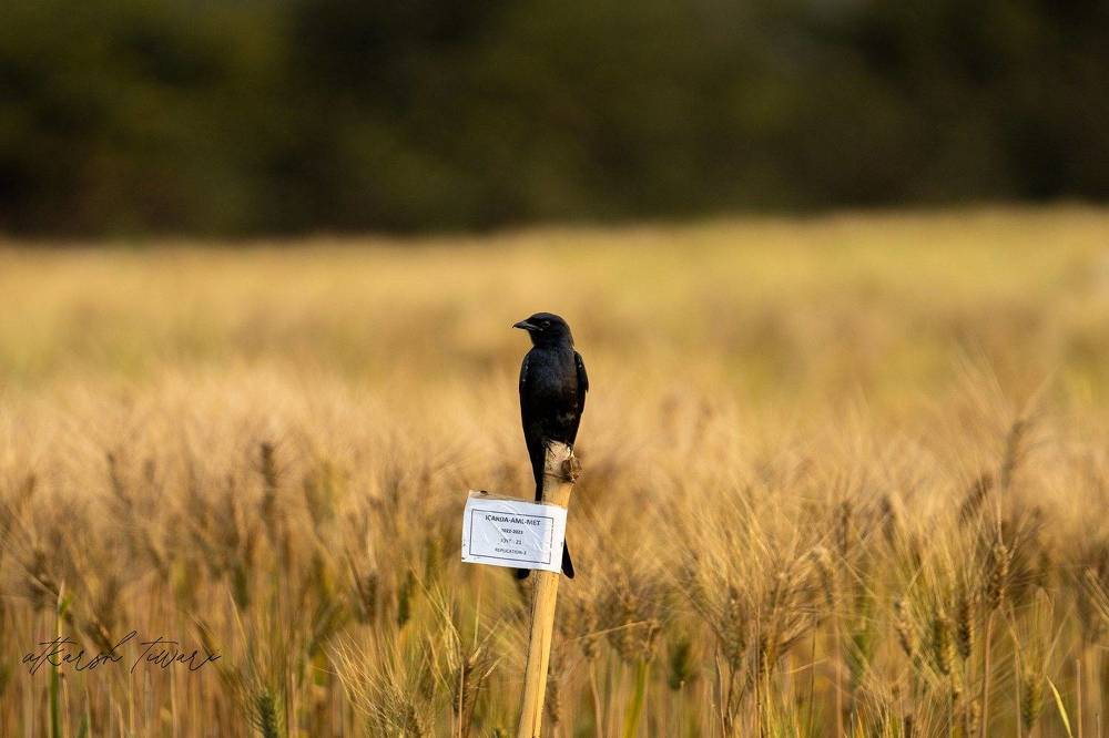 Photograph by Utkarsh Tiwari