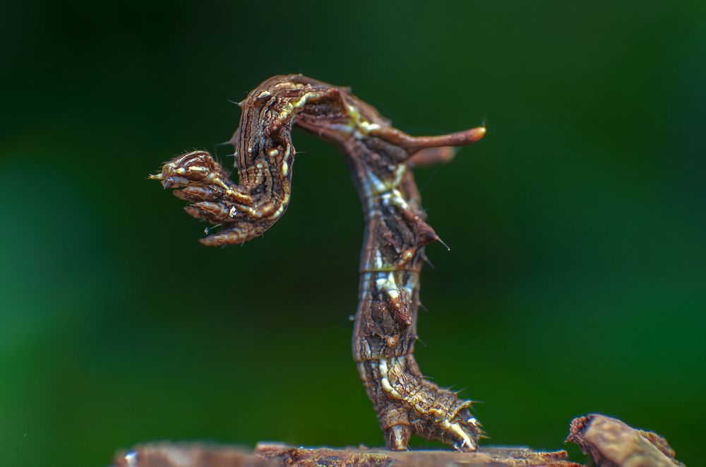 Photograph by Celis Norman