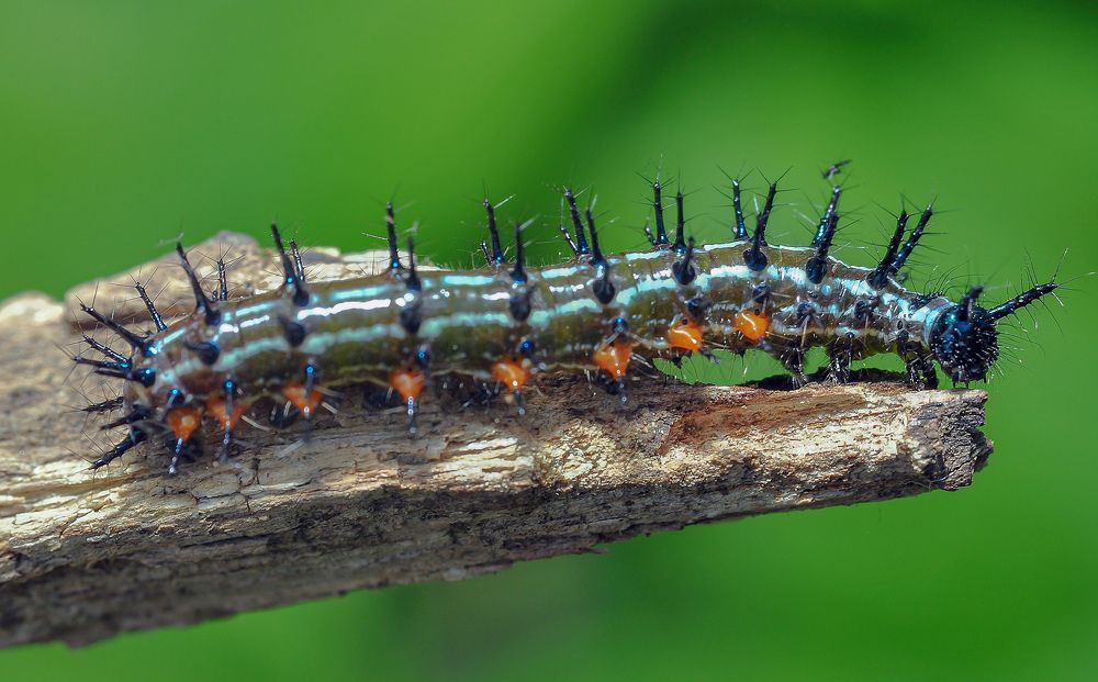 Photograph by Celis Norman